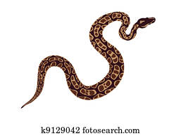 snake snake
