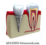 Anatomy of healthy teeth in details Anatomy of healthy teeth in details