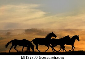 horses silhouettes in sunset horses silhouettes in sunset