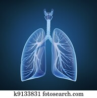 Human lungs and bronchi in x-ray Human lungs and bronchi in x-ray