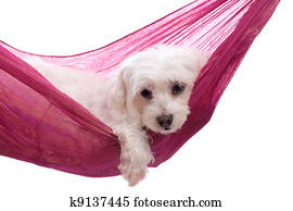 Pampered Pets Images and Stock Photos. 3,917 pampered pets..