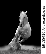 white horse white horse