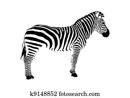 zebra, צללית