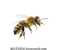 biene biene