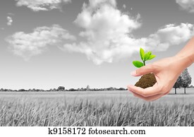 hand holding sprout with soil, green eco concept hand holding sprout with soil, green eco concept