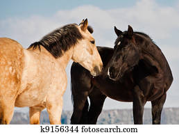 horses horses