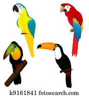 Parrots and tukans, birds of Africa Parrots and tukans, birds of Africa