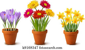 Spring colorful flowers in pots Spring colorful flowers in pots
