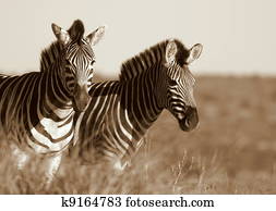 Zebra Zebra