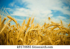 goldenes, weizen- feld goldenes, weizen- feld