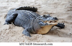 jacaré, closeup, ligado, areia