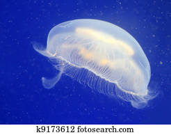 Jellyfish Jellyfish