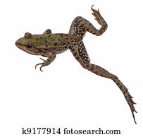 Marsh Frog isolated on white Marsh Frog isolated on white