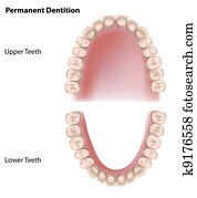 Permanent teeth, eps8 Permanent teeth, eps8