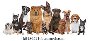 Group of twelve dogs Group of twelve dogs
