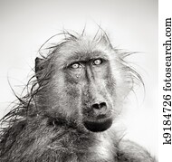 molhados, babuíno, retrato