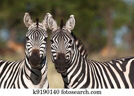 dois, zebras