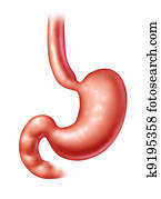 Human Stomach Human Stomach