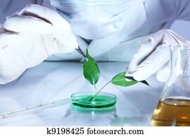 Science experiment with plant