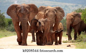 A herd of elephants charge in Addo