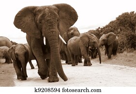 a, עדר של פילים