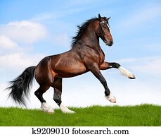 Bay horse gallops in field.