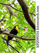 Brazil Toco Toucan Tucan. HDR image