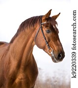 Chestnut horse portrait in winter.