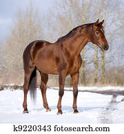 Chestnut horse standing in field.