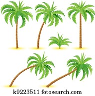 Coconut palms Coconut palms