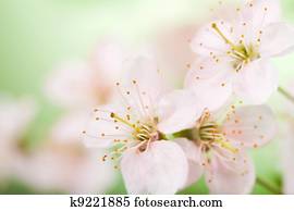 spring flowers spring flowers