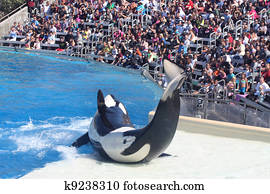 Whale Performing Whale Performing