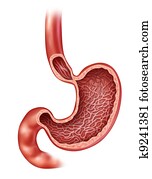 בטן, אנטומיה