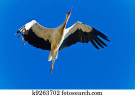 white stork