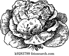 Lettuce (Lactuca sativa), vintage engraving. Lettuce (Lactuca sativa), vintage engraving.