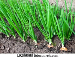Onion plantation in the vegetable garden Onion plantation in the vegetable garden