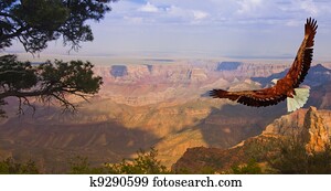 Eagle takes flight over Grand Canyon USA Eagle takes flight over Grand Canyon USA