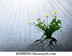 מואר, קוה, של, חיים