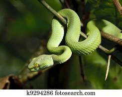 נחש ירוק, ב, יער גשם