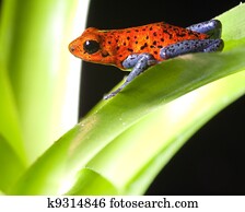 poison dart frog