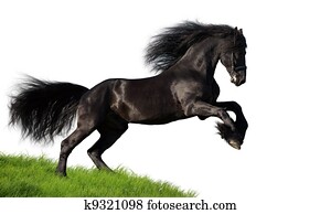 Black horse isolated on white Black horse isolated on white