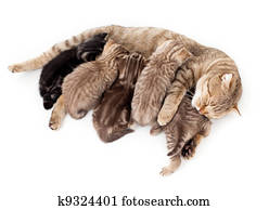 cinco, gatinhos, ninhada, alimentação, por, mãe, gato, isolado