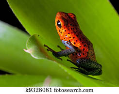 red poison dart frog