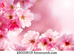 Cherry blossom 