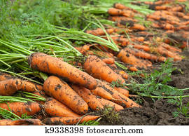 harvest of carrots harvest of carrots