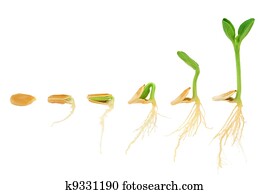 Sequence of pumpkin plant growing isolated, evolution concept