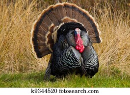 Turkey Tom Turkey Tom
