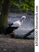 White stork