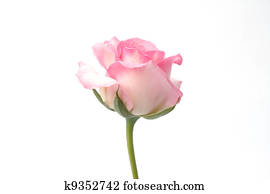 pink rose pink rose