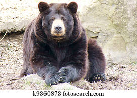 Black bear Black bear